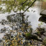 Goetheborg12-rotated-2.jpg