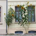 Wismar-Sonnenblumen-unterwegs-300x225-2.jpg